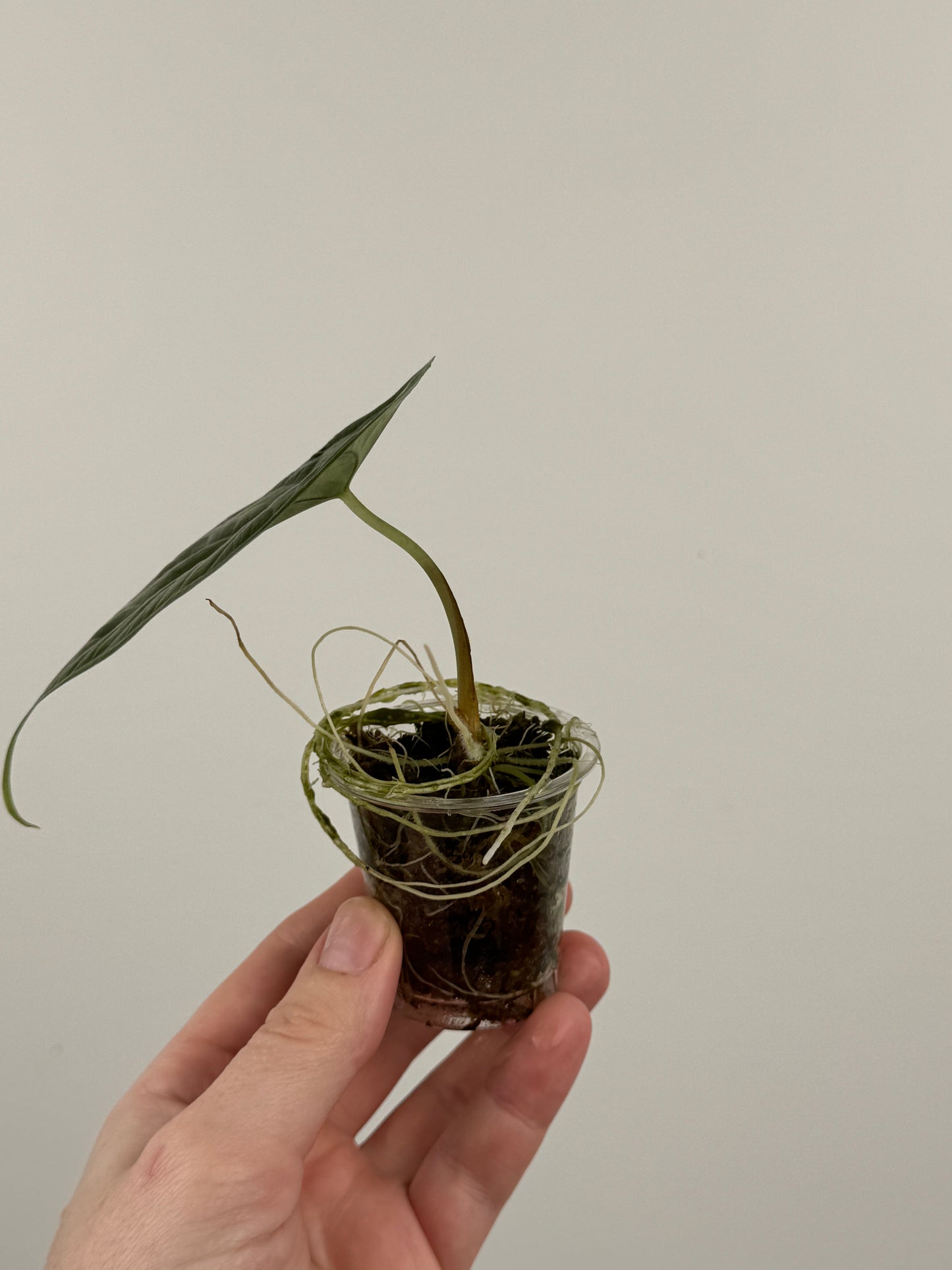 Alocasia ‘Green Unicorn’