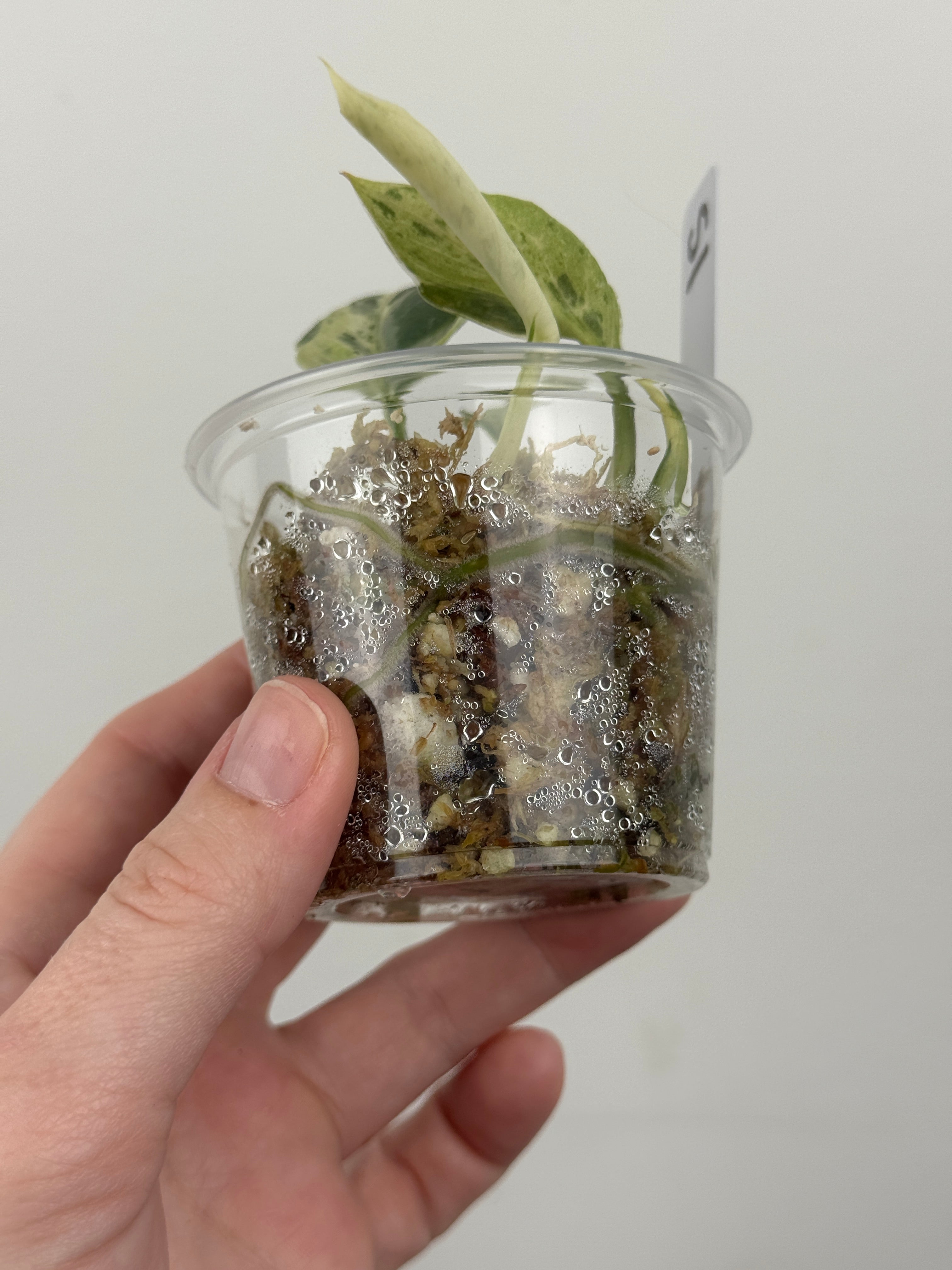 Scindapsus Halimoon