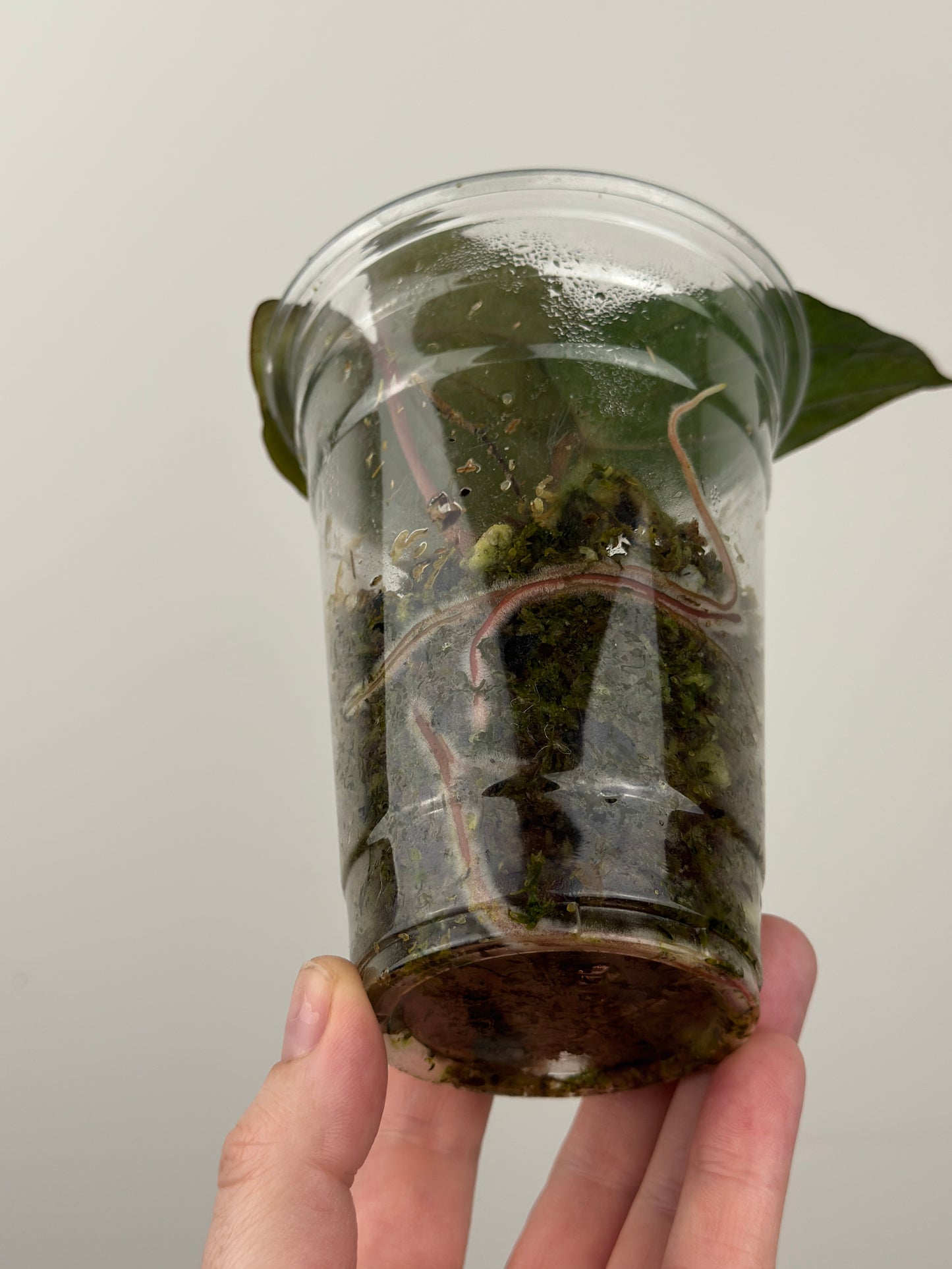 Variegated Anthurium Dressleri x 'Red Vein Dark Phoenix (RVDP)'