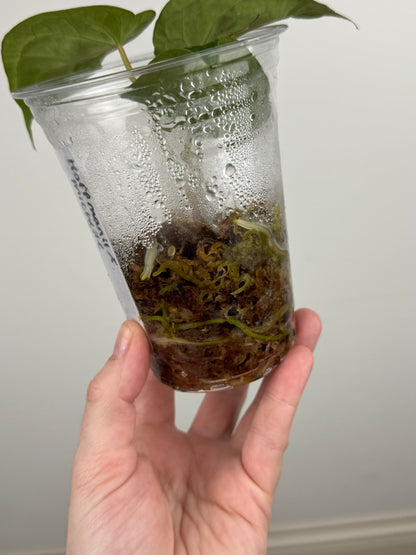 Anthurium Hoffmanii x 'Michelle'