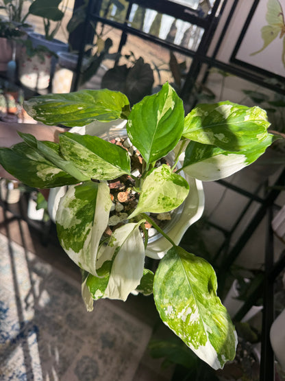 Aglaonema 'Spilt Milk'