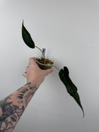 Alocasia 'Grim Reaper' Regal Shields Mutated Form