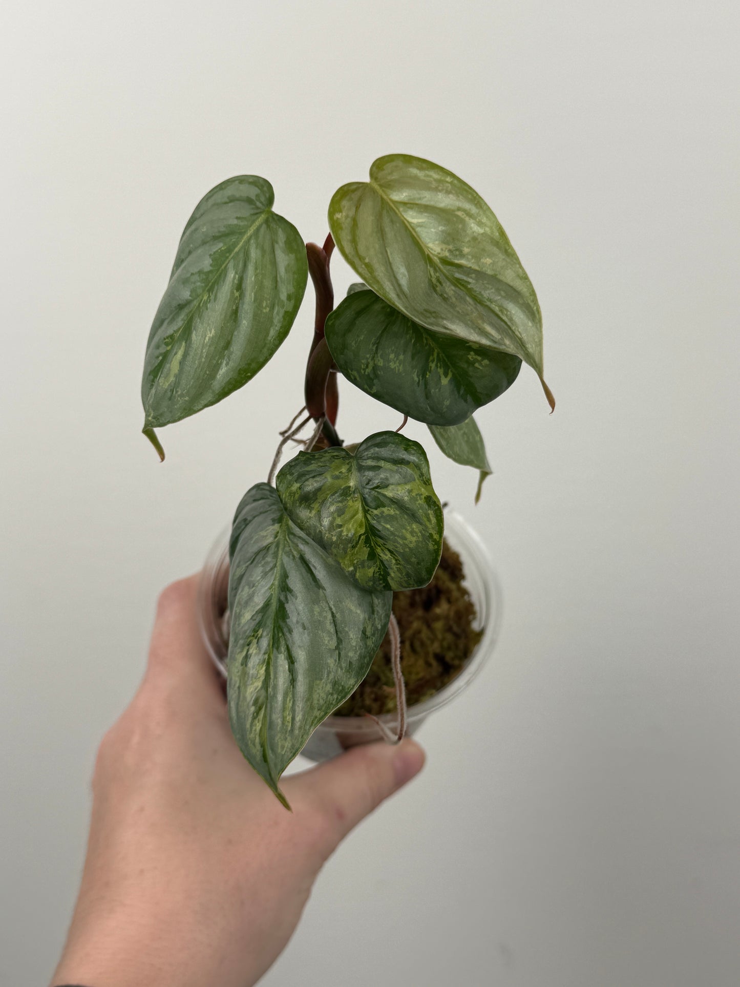 Philodendron Sodiroi Variegated