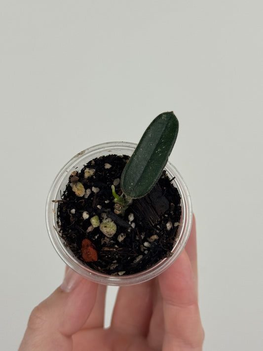 Hoya Lyi (Uncommon Form)