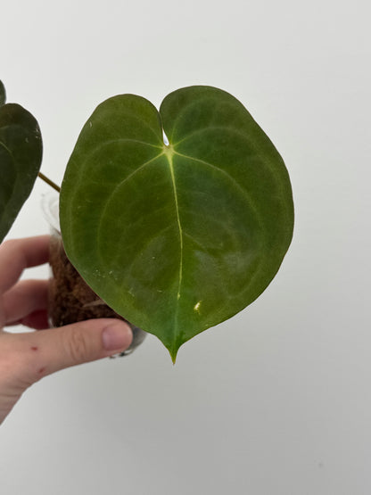 Anthurium Papillilaminum 'RA6' x BVEP 'Swamp Raisin'