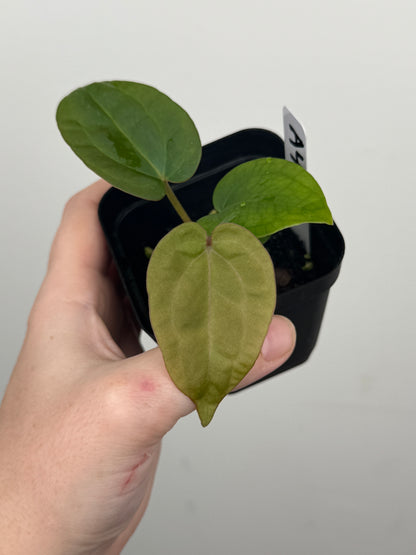 Anthurium ['Antioqua' x (Carlablackiae x Besseae AFF)] x (RVDP x Kunayalense)