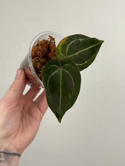 Anthurium 'Zara #33' x 'Home Sweet Home' (Doc Block Hybrid)