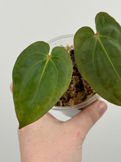 Anthurium ('Michelle' x 'Zara') x Antolakii (BVEP) ('Round' x 'RA1')