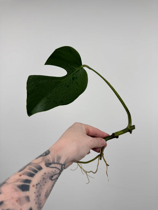 Monstera Sierrana (Hawaiian Clone)