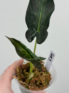 Alocasia 'Grim Reaper' Regal Shields Mutated Form