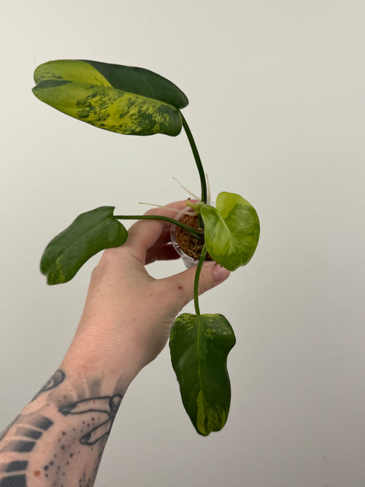 Philodendron Bipennifolium Variegated