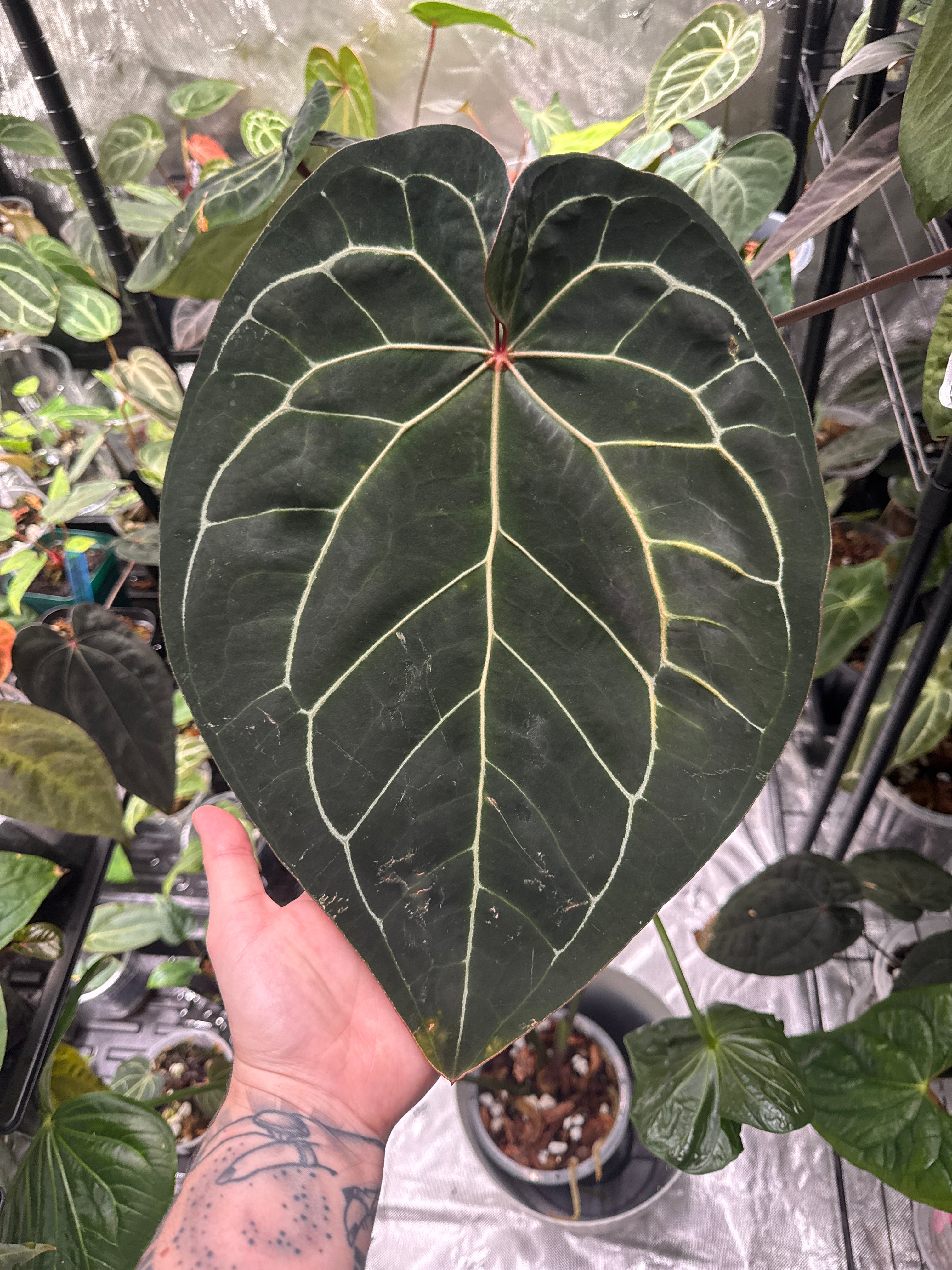 Anthurium ['Antioqua' x (Carla x Bess)] x (RVDP x Kuna) *GC SEEDLINGS