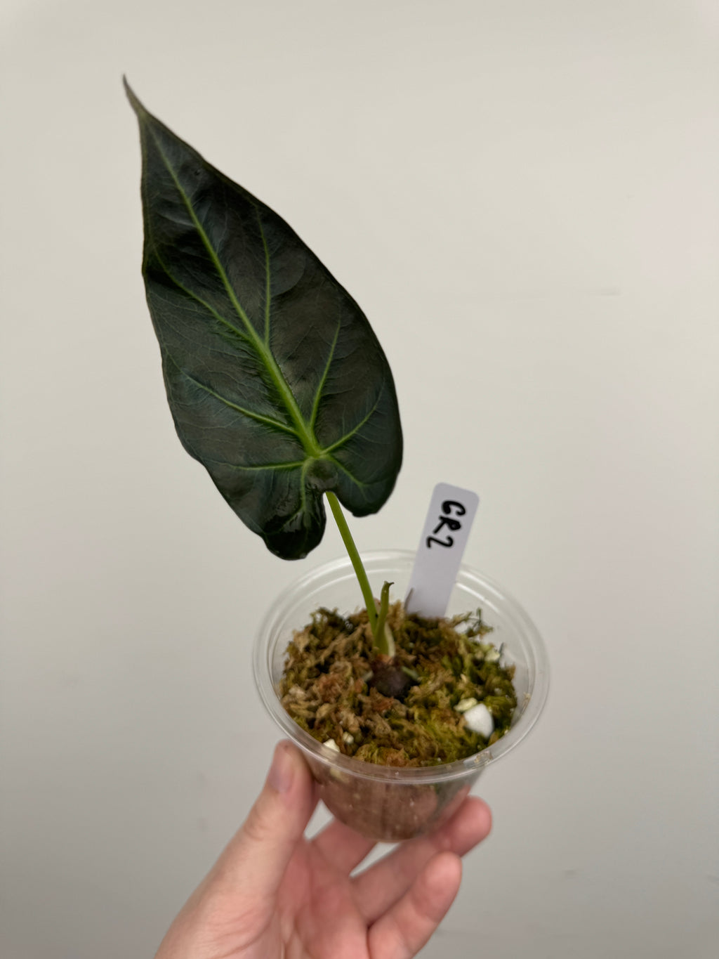 Alocasia 'Grim Reaper' Regal Shields Mutated Form