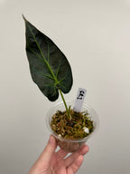 Alocasia 'Grim Reaper' Regal Shields Mutated Form