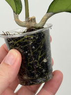 Hoya Yuna