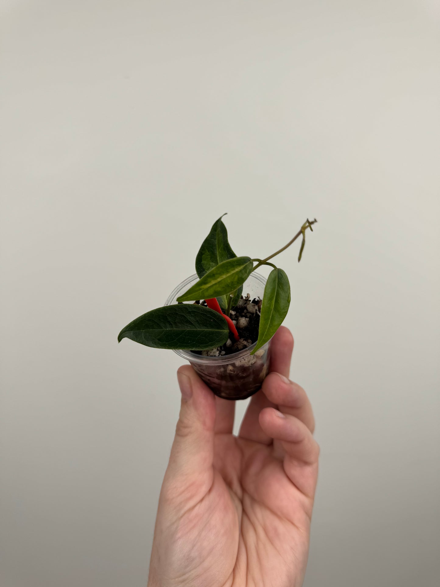 Hoya Dennisii 'Frida' (B)