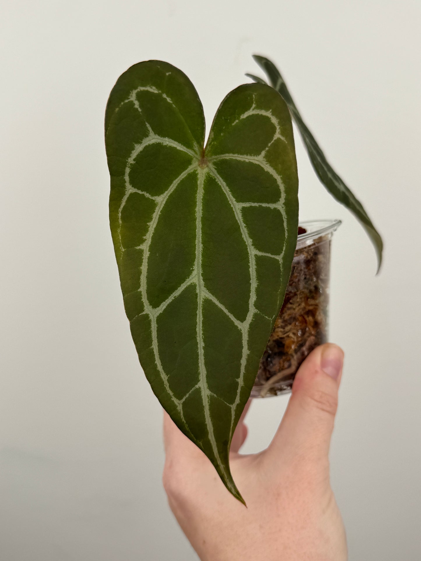 Anthurium Papillilaminum ('Red Spider Type') x Forgetii