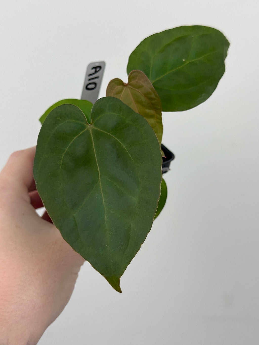 A10 Anthurium ['Antioqua' x (Carla x Bess)] x (RVDP x Kuna)