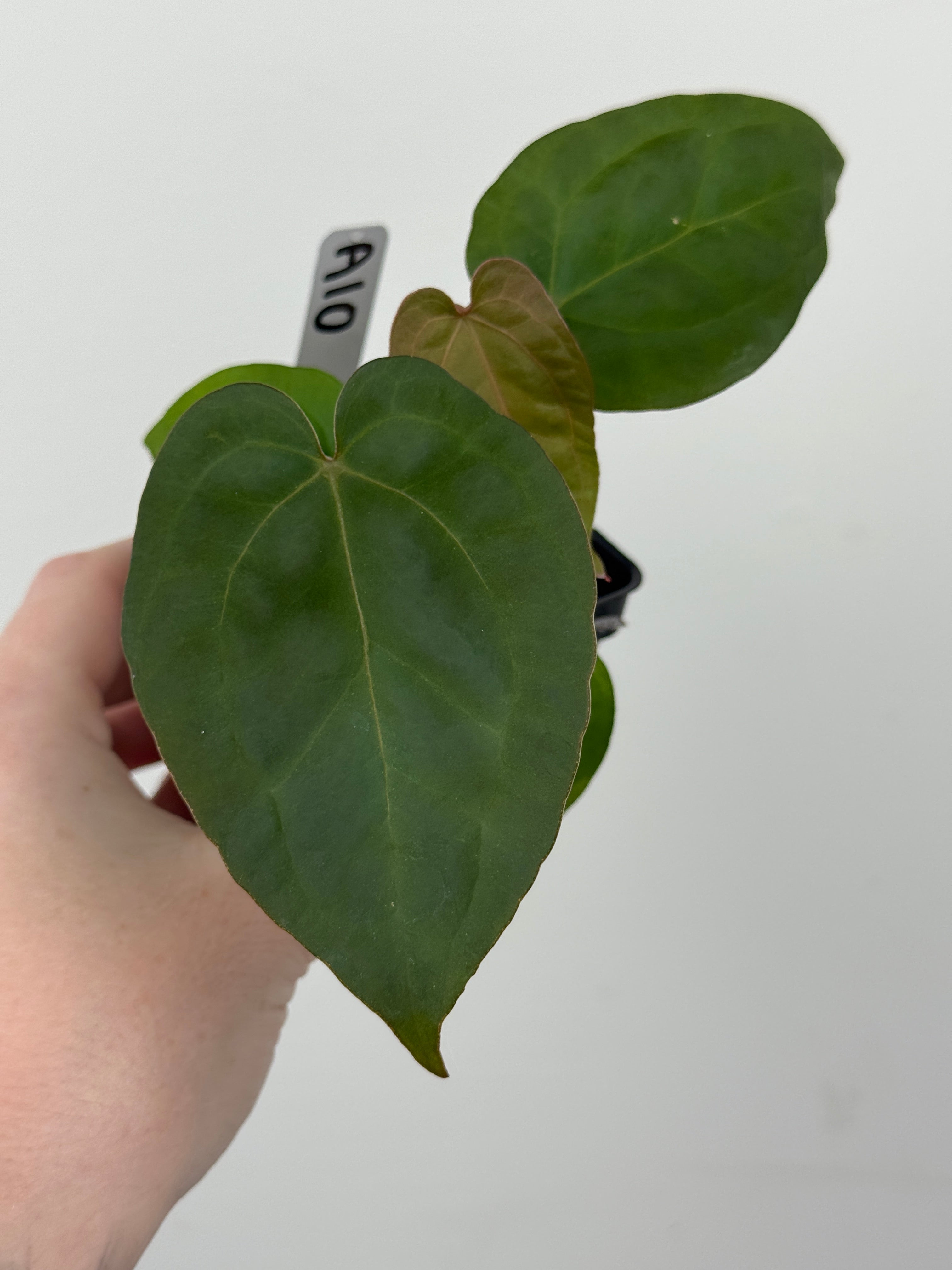 A10 Anthurium ['Antioqua' x (Carla x Bess)] x (RVDP x Kuna)