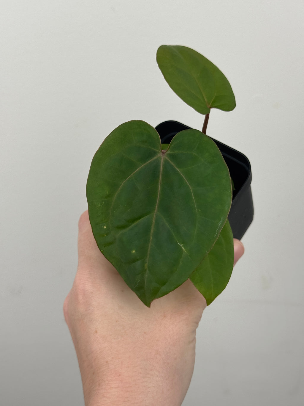 A1 Anthurium ['Antioqua' x (Carla x Bess)] x (RVDP x Kuna)