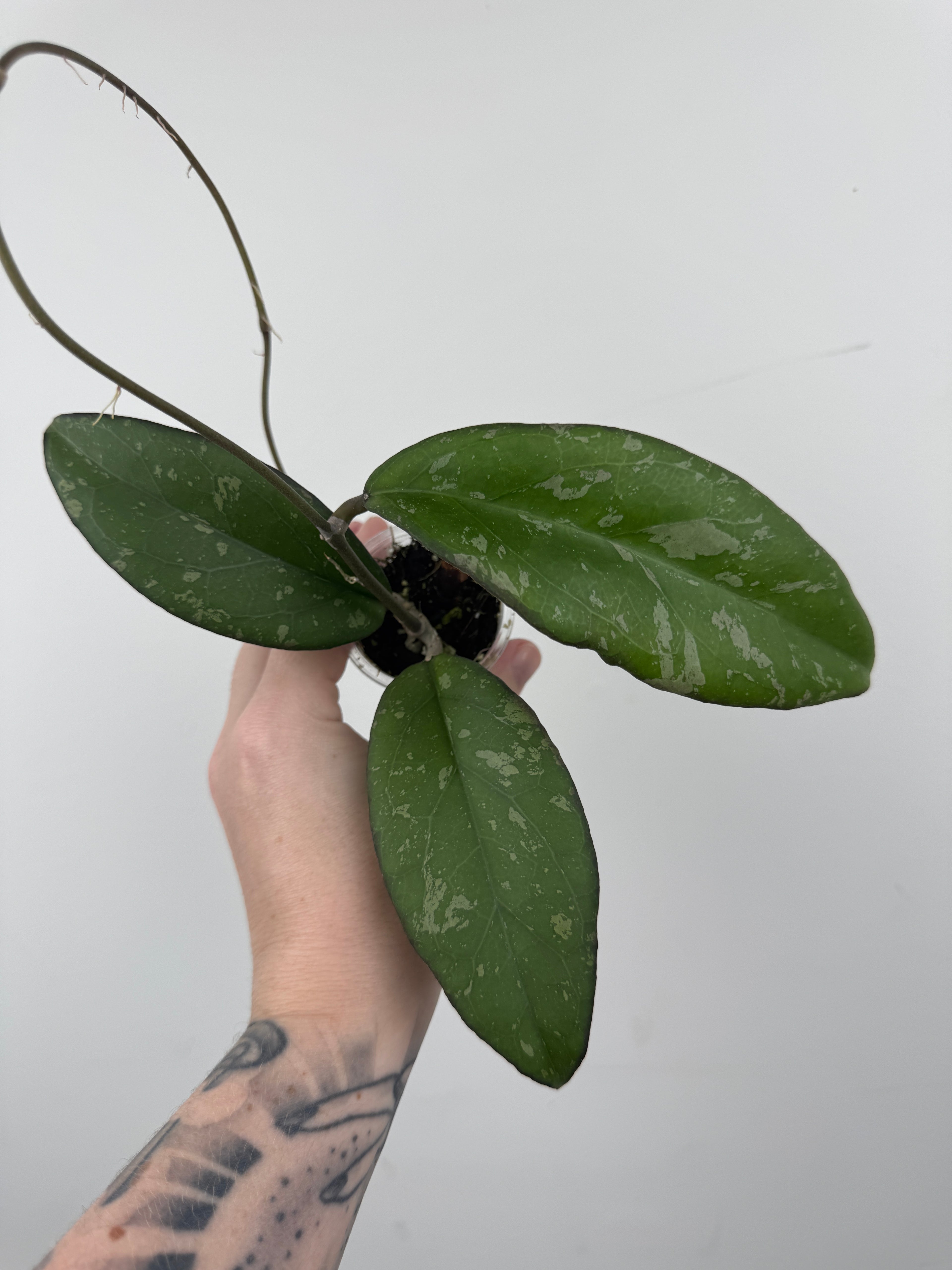 Hoya Yuna