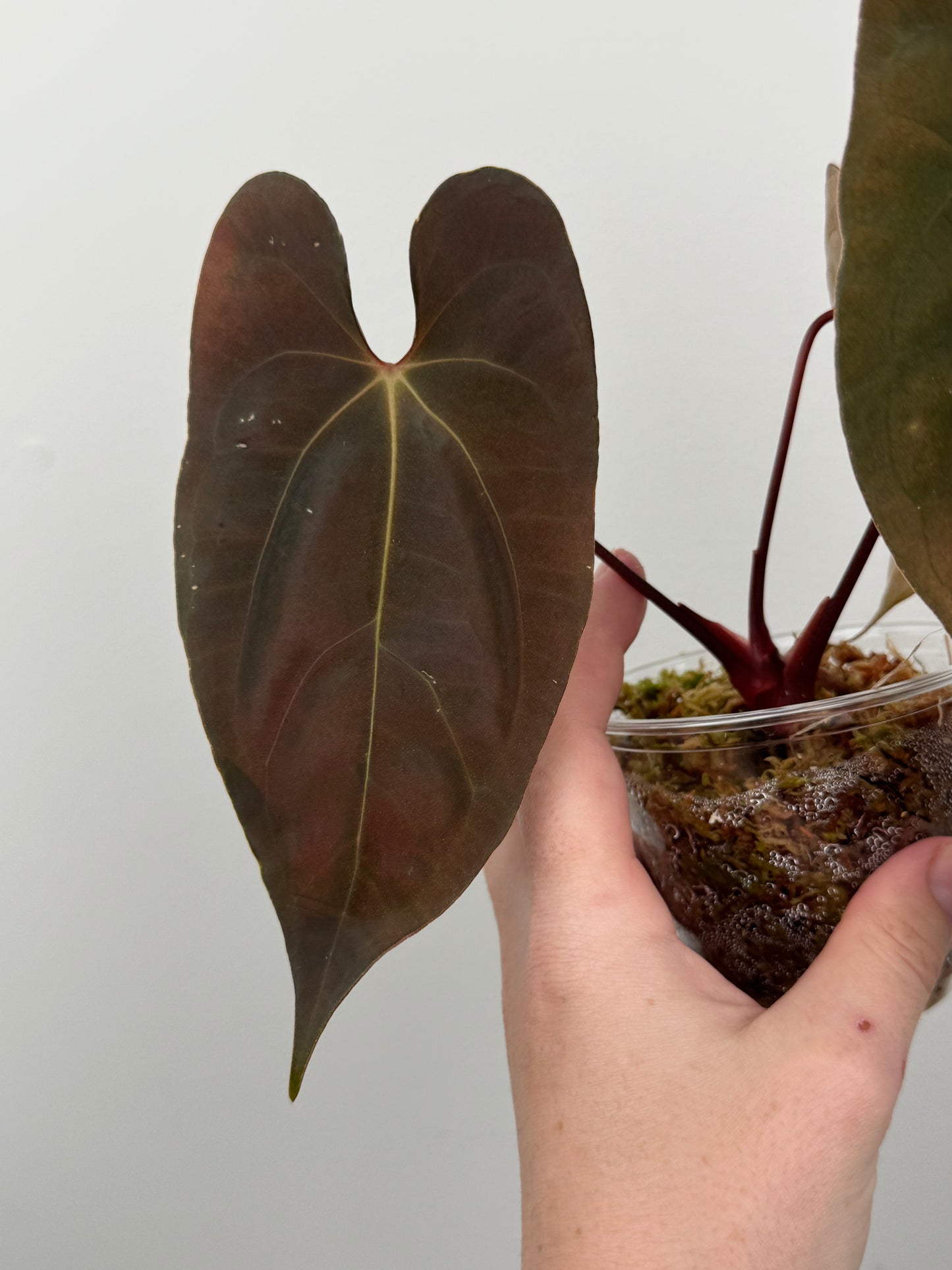 Anthurium Papillilaminum 'Voldemort' x (RL x SELF)