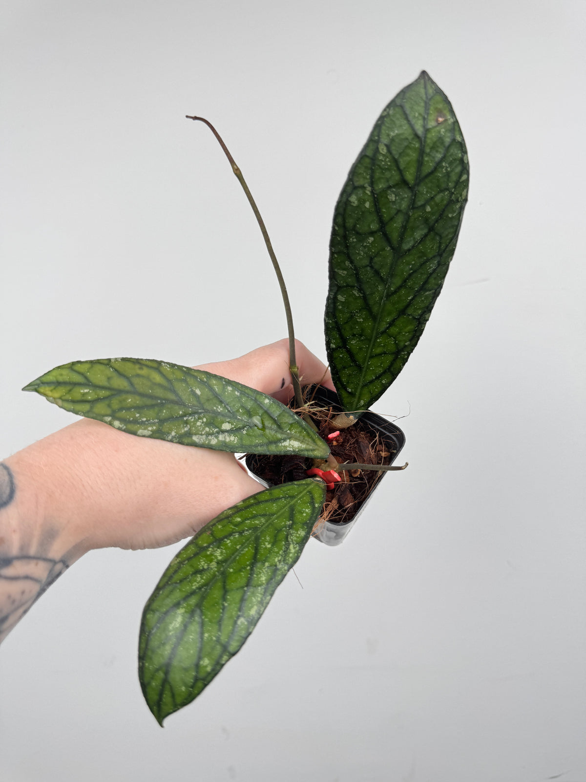 Hoya sp. Lampung (Red)