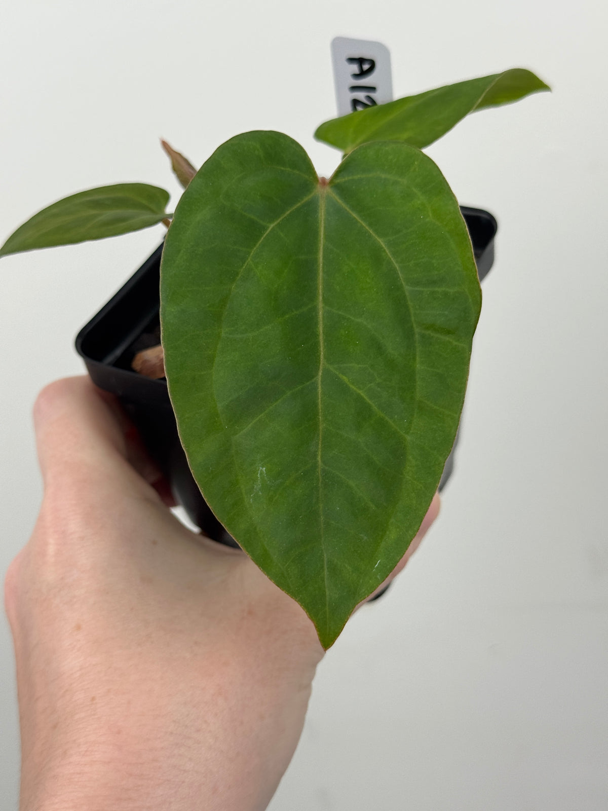 A12 Anthurium ['Antioqua' x (Carla x Bess)] x (RVDP x Kuna)