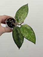 Hoya Patcharawalai 023 (Icensis Splash)