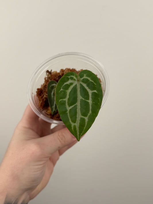 Anthurium 'Michelle' (Doc Block) Offset