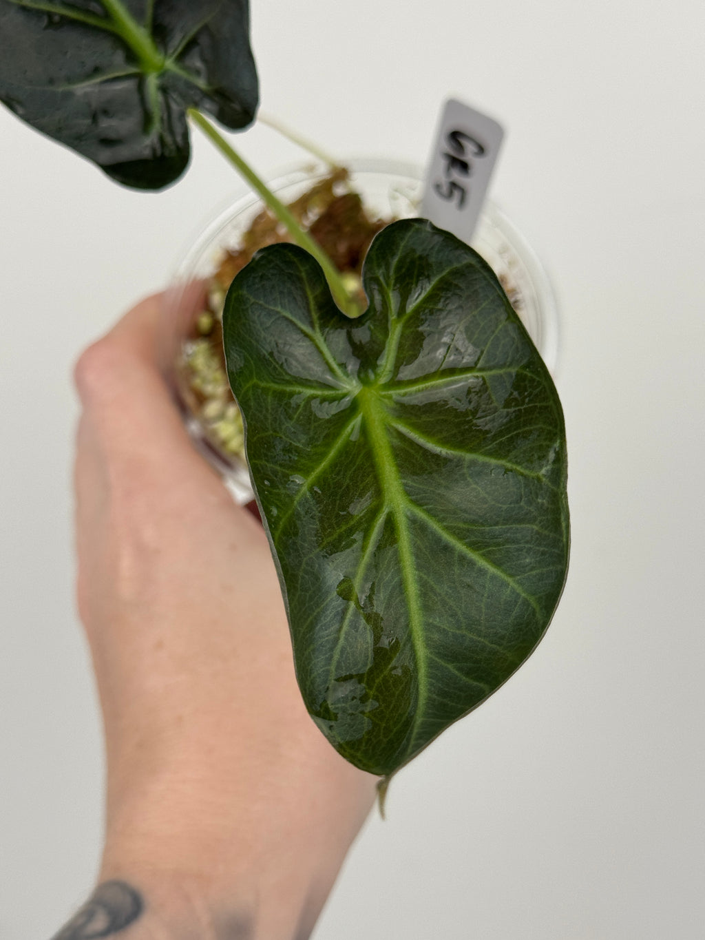 Alocasia 'Grim Reaper' Regal Shields Mutated Form