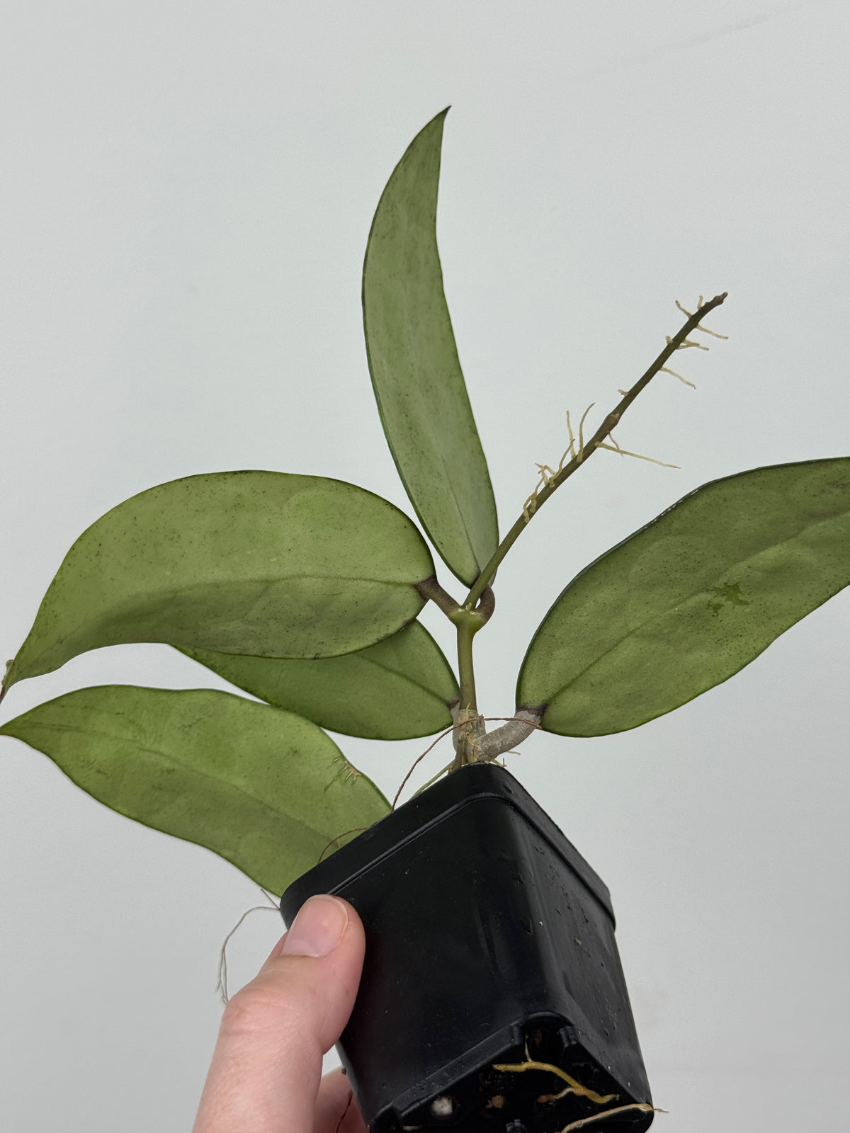 Hoya RHM 14-1