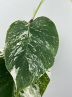 Monstera Borsigiana Albo ('White Tiger')