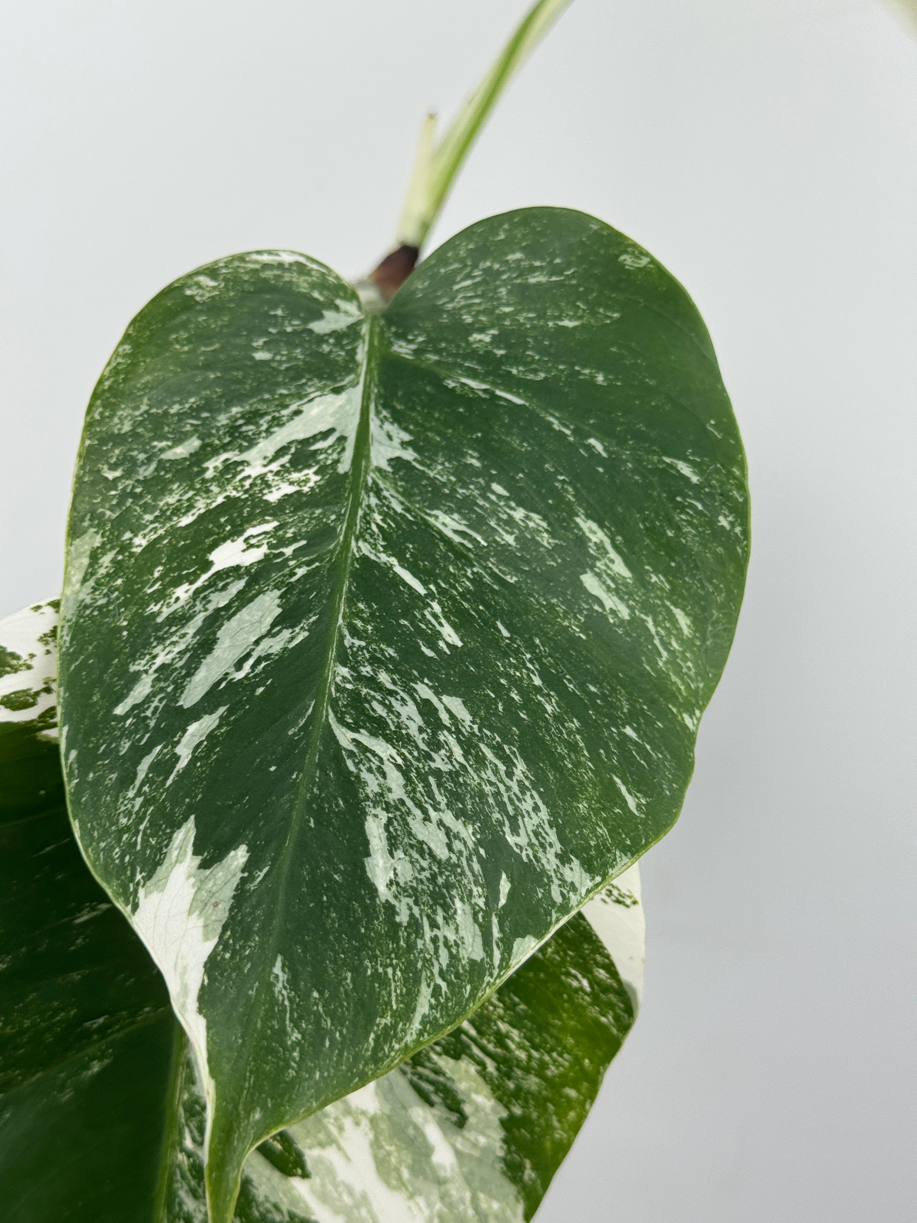 Monstera Borsigiana Albo ('White Tiger')