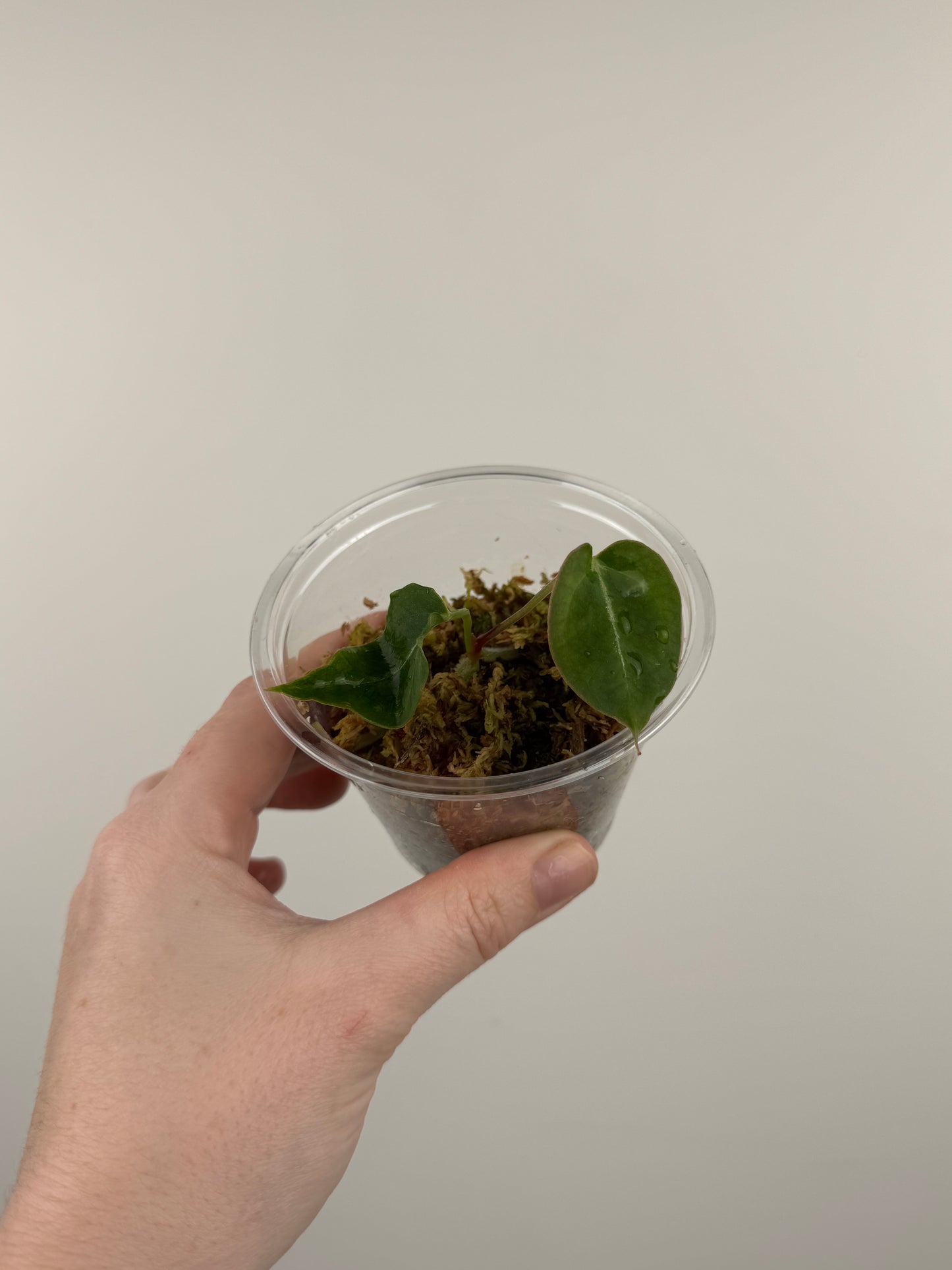 Anthurium 'Chocolate Crystallinum' x NOID