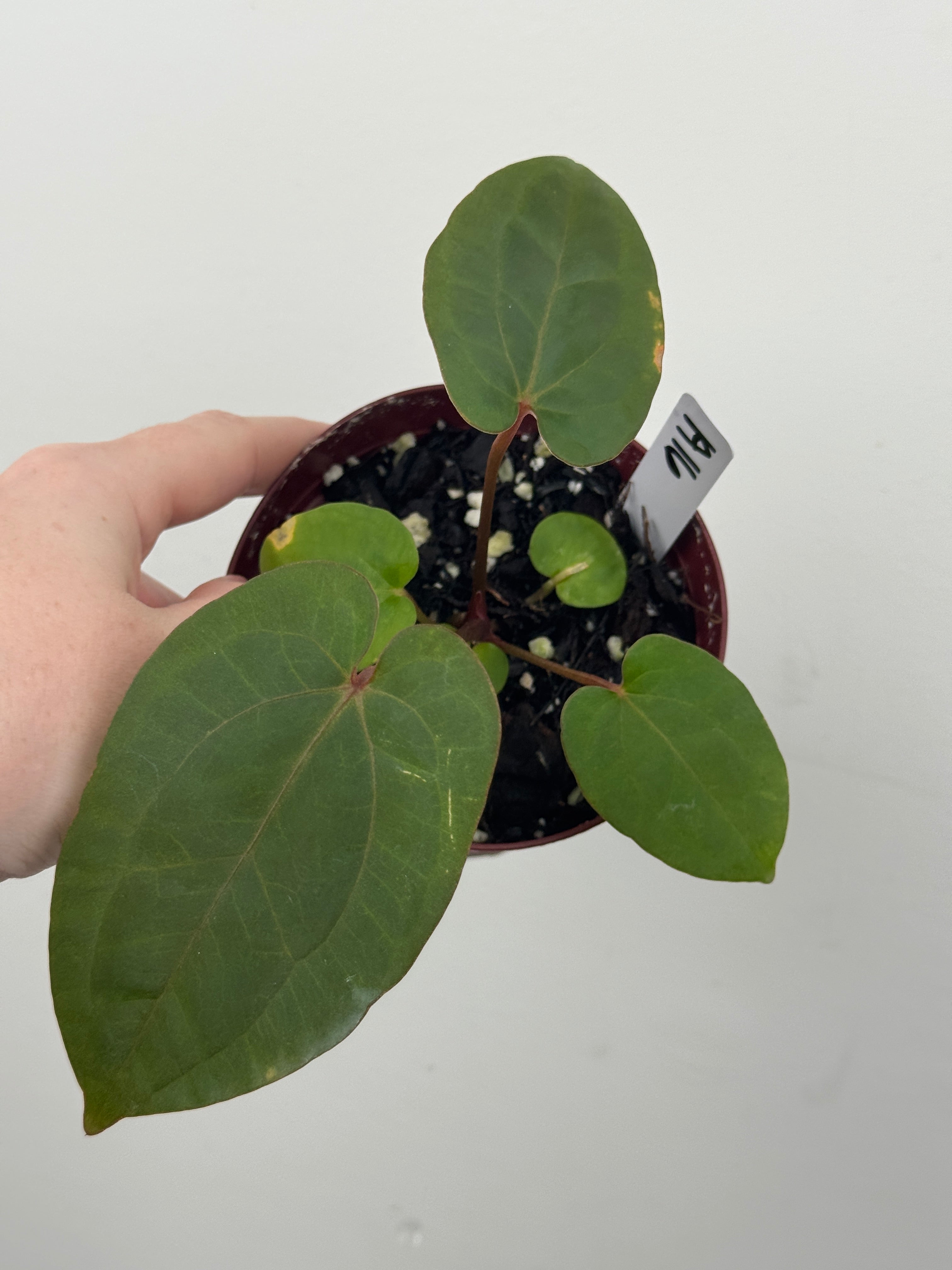 A16 Anthurium ['Antioqua' x (Carla x Bess)] x (RVDP x Kuna)