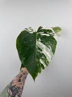 Monstera Borsigiana Albo ('White Tiger')