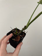 Syngonium Chiapense Albo Variegated