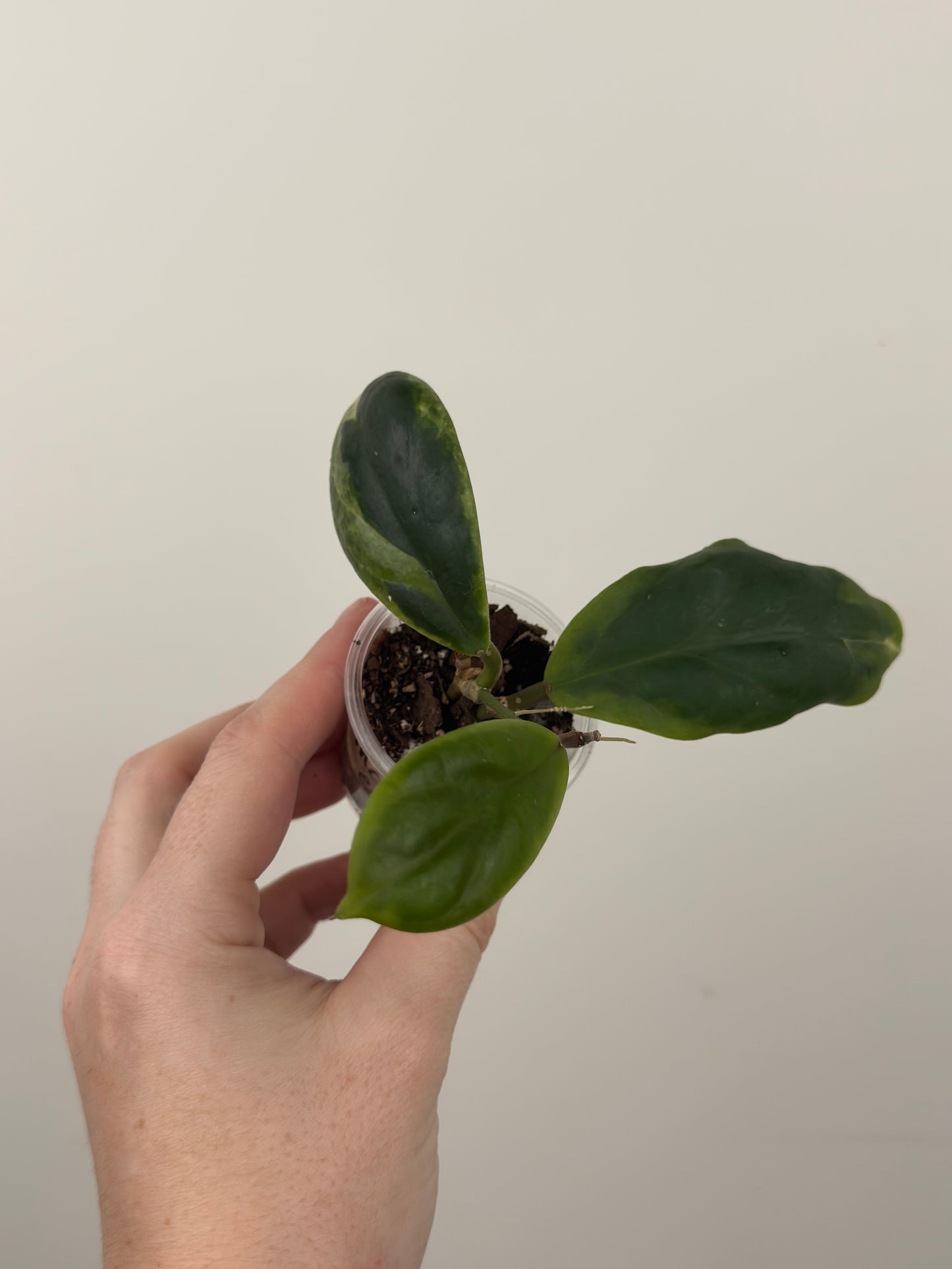 Hoya Incrassata 'Eclipse'