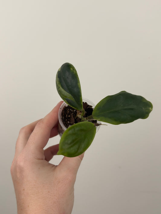 Hoya Incrassata 'Eclipse'