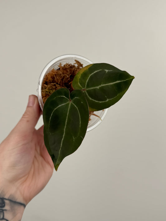 Anthurium 'Zara #33' x 'Home Sweet Home' (Doc Block Hybrid)