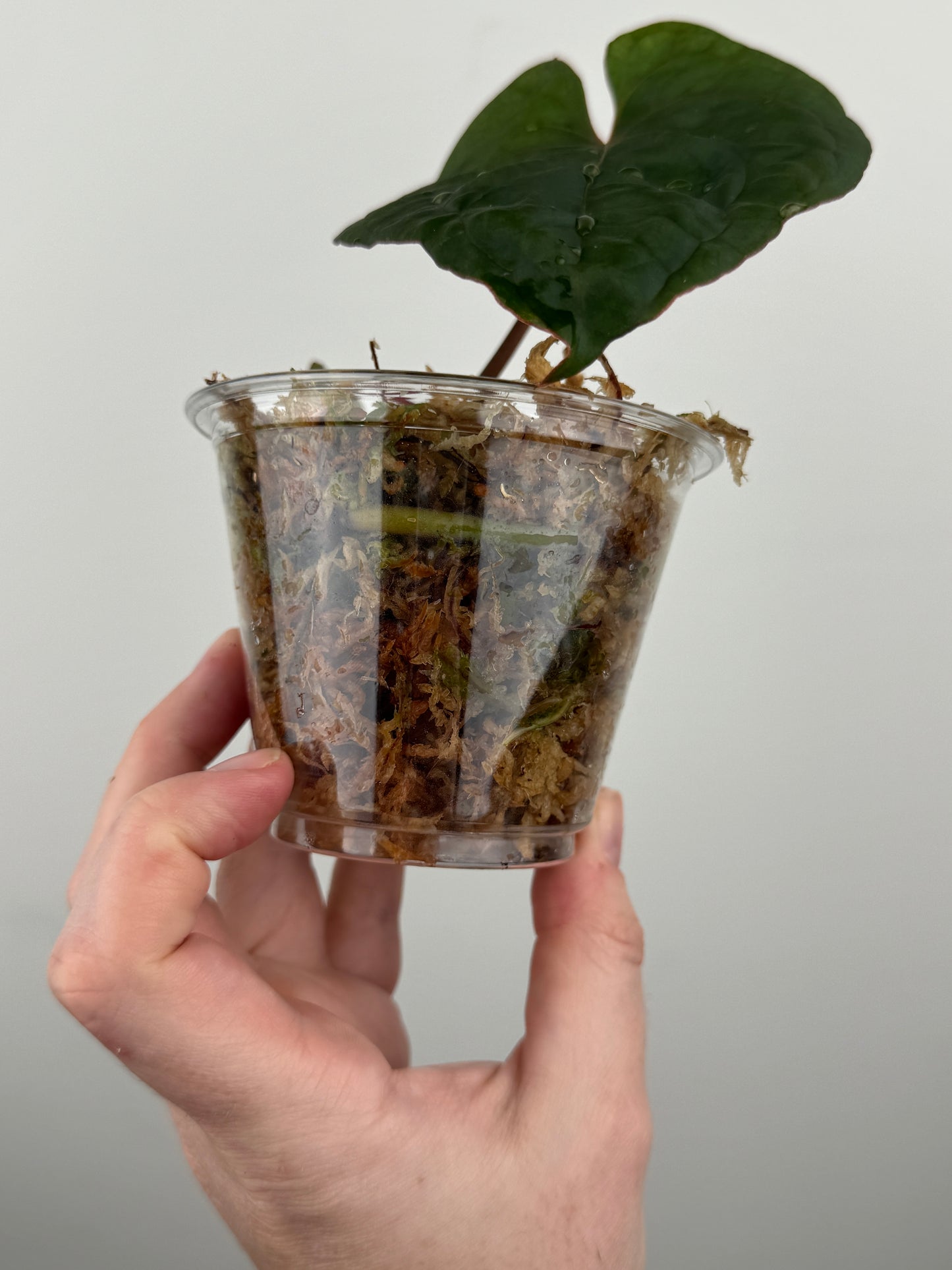 Anthurium Kunayalense x 'RVDP'