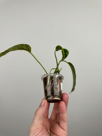 Epipremnum Pinnatum Tricolor Mint Variegated (D)