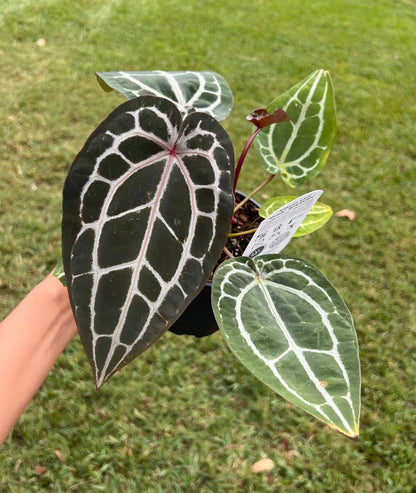 Anthurium 'Michelle' (Doc Block) Offset