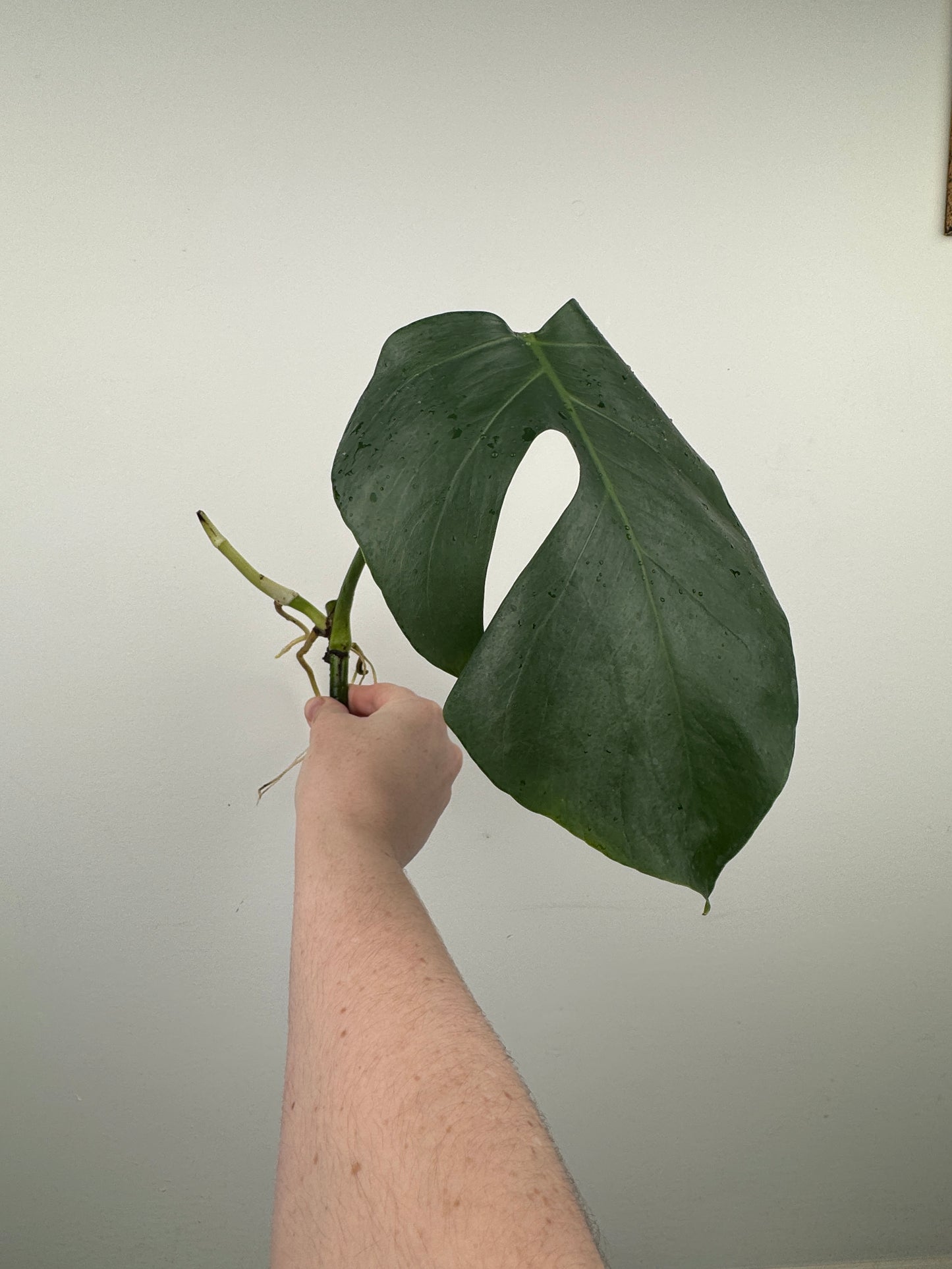 Monstera Sierrana (Hawaiian Clone)