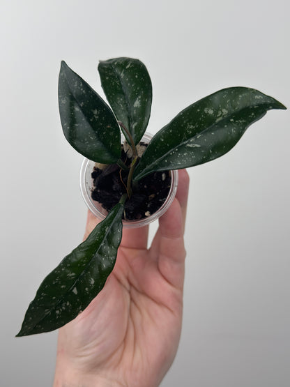 Hoya Carnosa 'Wilbur Graves' (C)