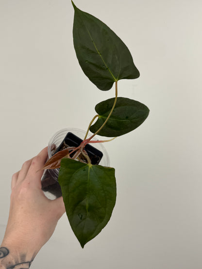 Anthurium ('RL' x 'FS') x NSE Portillae