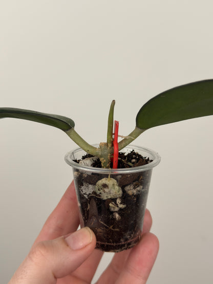 Hoya Patcharawalai 023 (Icensis Splash)