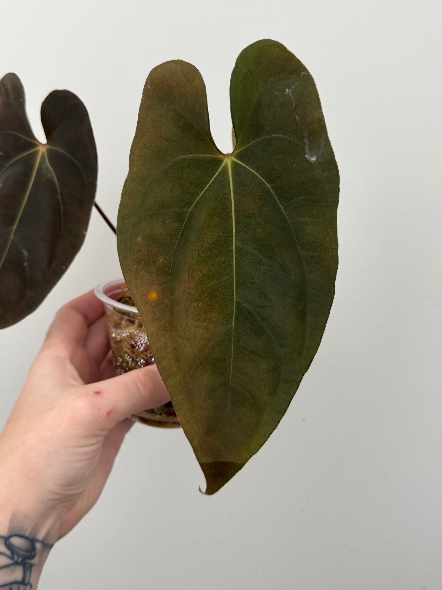 Anthurium Papillilaminum 'Voldemort' x (RL x SELF)