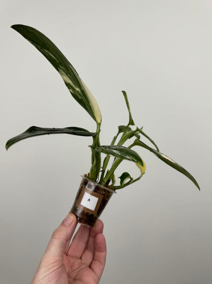 Monstera Standleyana Aurea High Variegation(A)